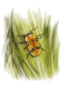 Coptocéphale du libanotis (Coptocephala rubicunda) © Claire Motz Illustration