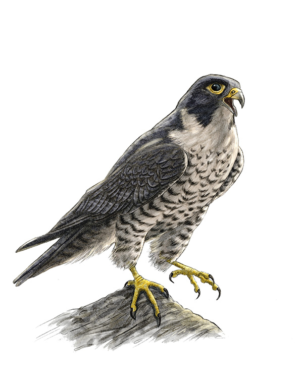 Faucon p&egrave;lerin (Falco peregrinus) &copy; Claire Motz Illustration