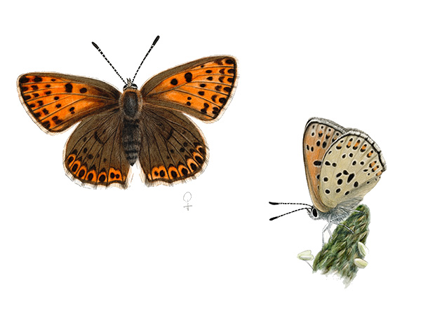 Cuivr&eacute; fuligineux (Lycaena tityrus) &copy; Claire Motz Illustration