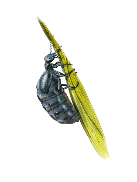 Méloé printanier (Meloe proscarabaeus) © Claire Motz Illustration