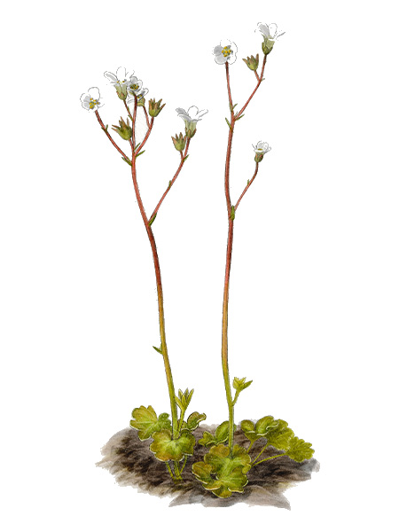 Saxifrage granul&eacute;e (Saxifraga granulata) &copy; Claire Motz Illustration