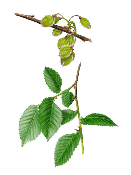 Orme lisse (Ulmus laevis) &copy; Claire Motz Illustration