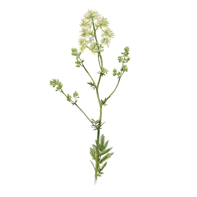 Thalictrum-flavum-Pigamon-jaune-450pxwide-carré Thalictrum-flavum-Pigamon-jaune-450pxwide-carré