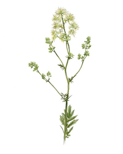 Thalictrum-flavum-Pigamon-jaune-450pxwide © Claire Motz Illustration